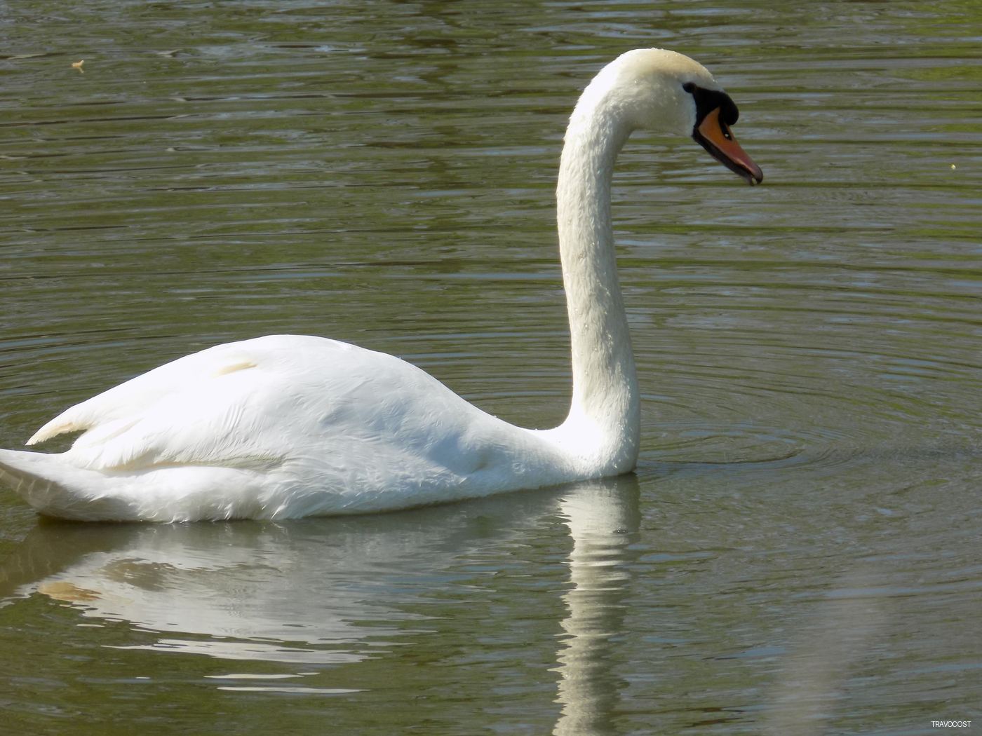 A white swan is floating on the lake. — Wildlife — Travocost photography