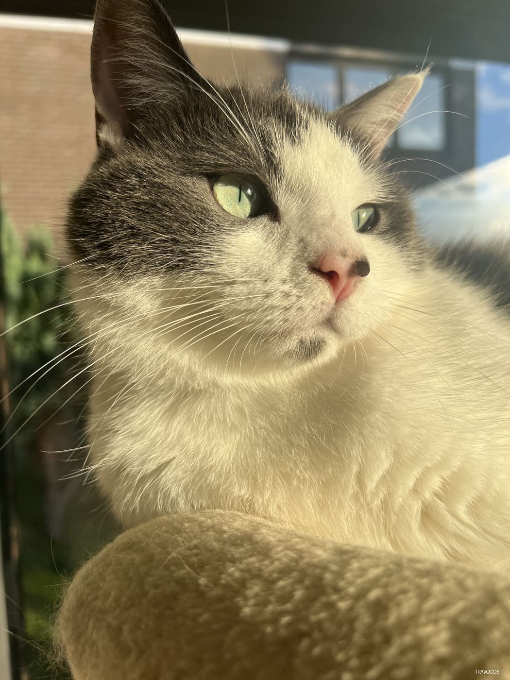 A cat with a lot of charm