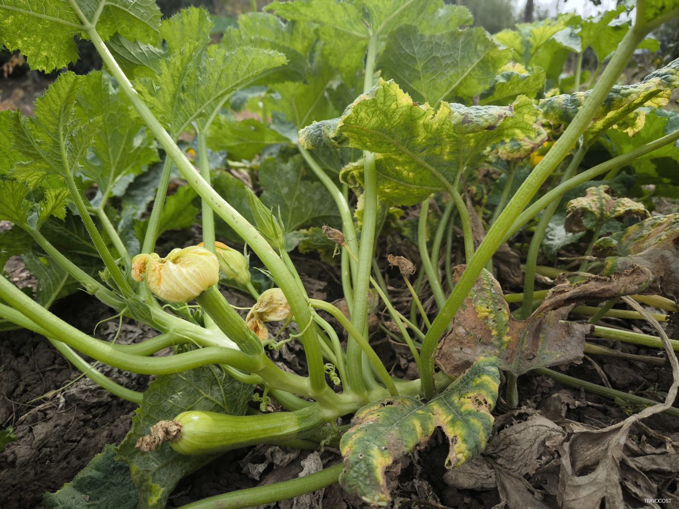 A Giant Bush with Zucchini-Sized Issues — Flowers & Gardens — Travocost photography