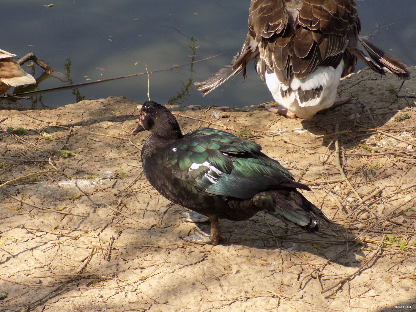 A Muscovy duck is lingering on land