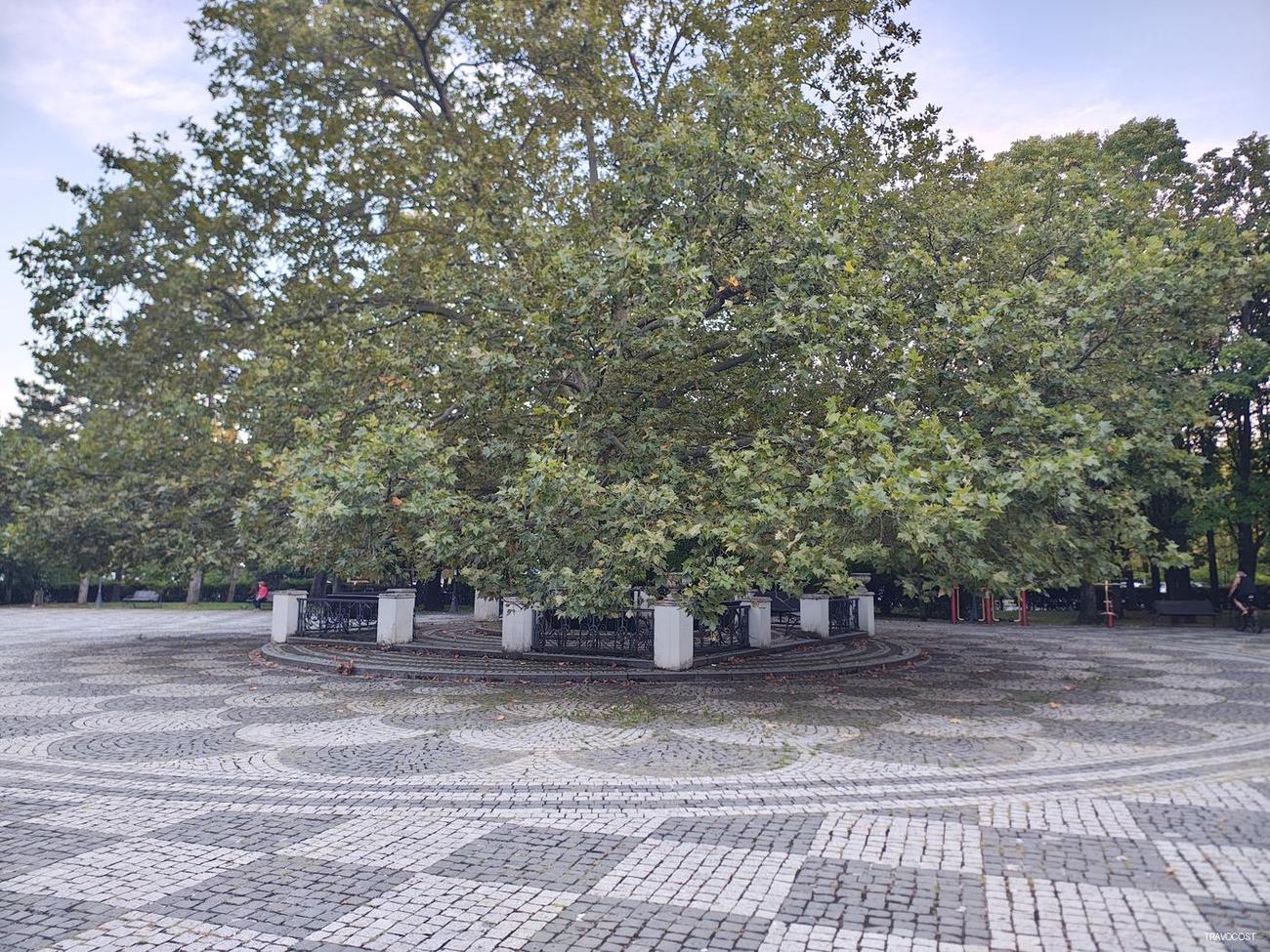A tree with a great canopy and four benches