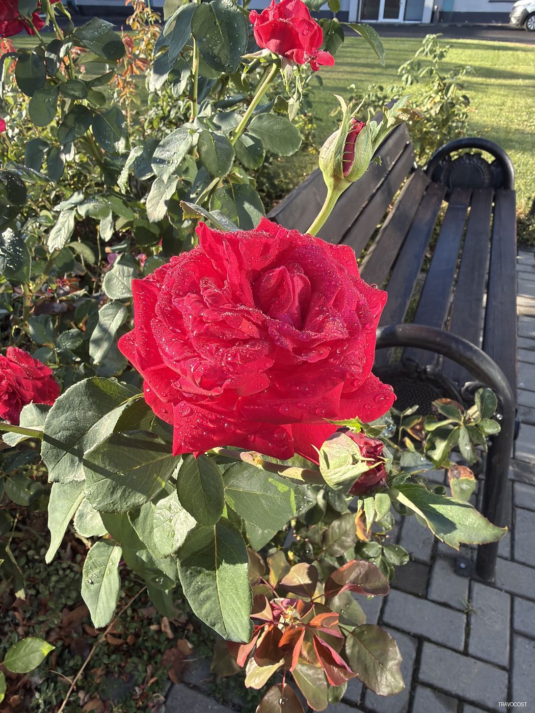 Nice rose on a morning autumn