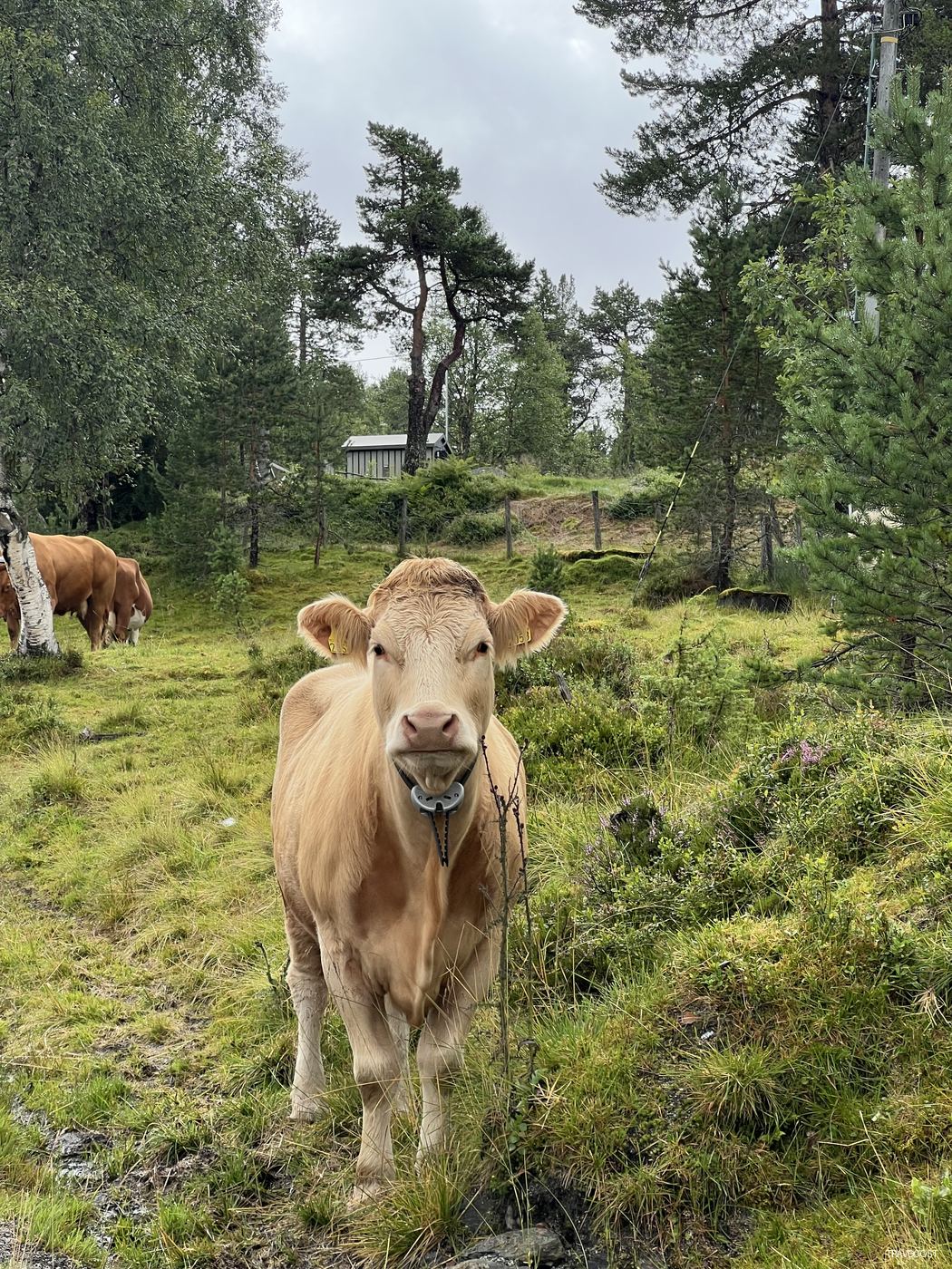 Norwegian Cow — Animals — Travocost photography