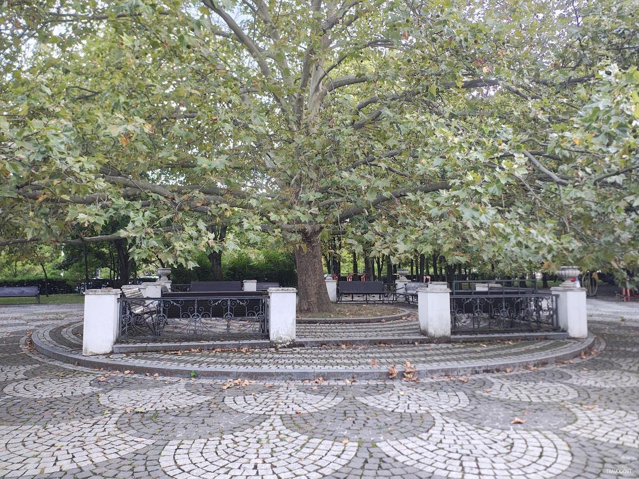 The Gathering Tree,Four Benches Under a Great Canopy