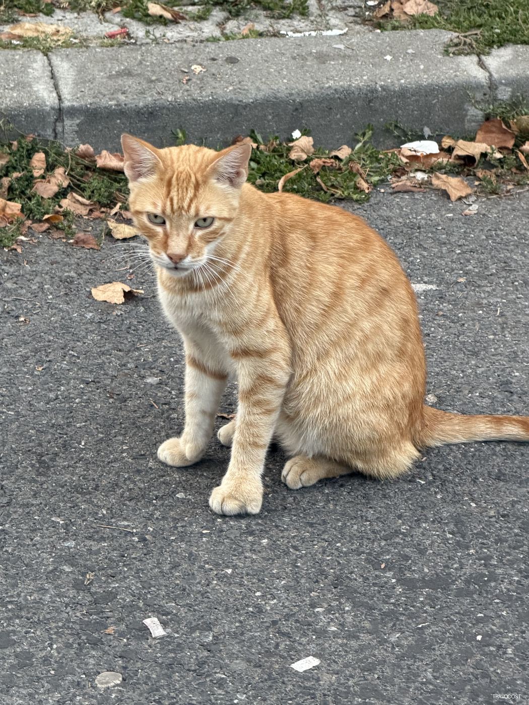 The Judgmental Tom — Animals — Travocost photography
