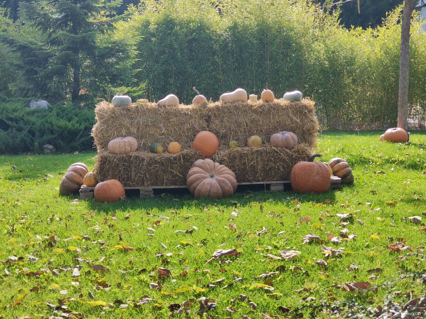Golden hour and pumpkin spice vibes
