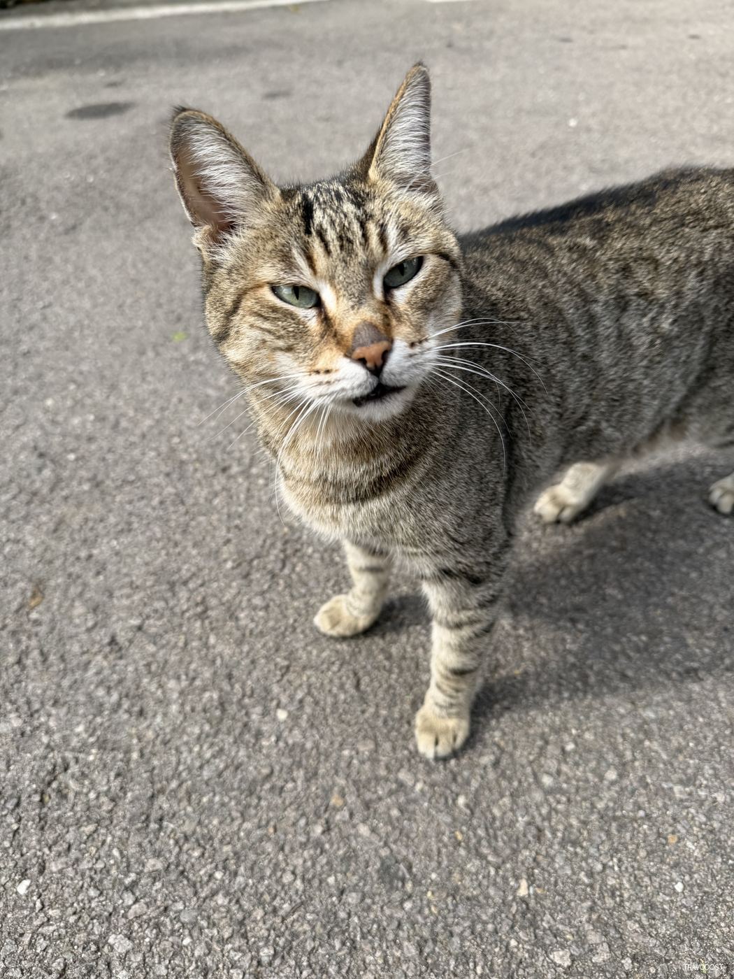 Tabby cat,CEO of Feline Attitude